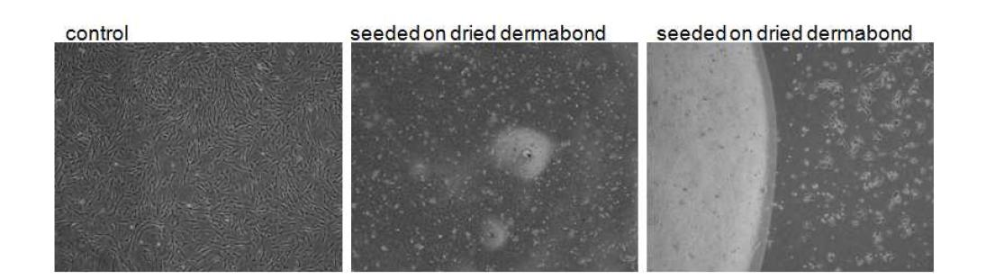Cell Culture on pre- dropped Dermabond