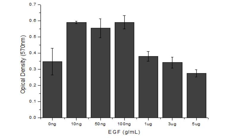 EGF의 함량에 따른 L- 929세포의 성장률 비교(Day 1)