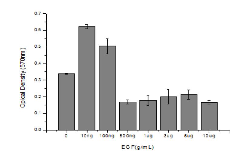 EGF의 함량에 따른 CCD- 986sk세포의 성장률 비교(Day1)
