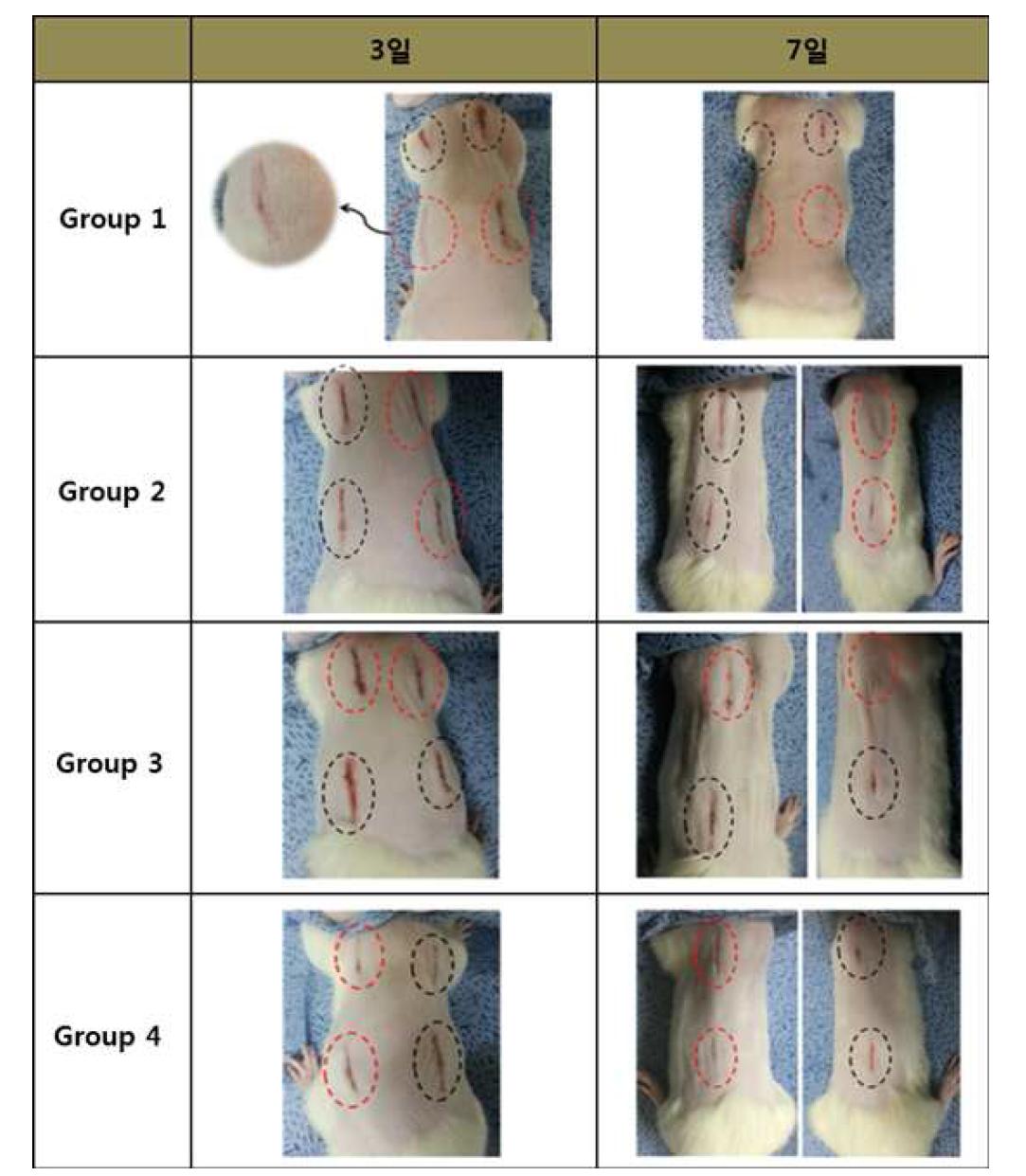 피부가 절개된 동물 모델에 4가지의 접착제를 적용한 결과 사진