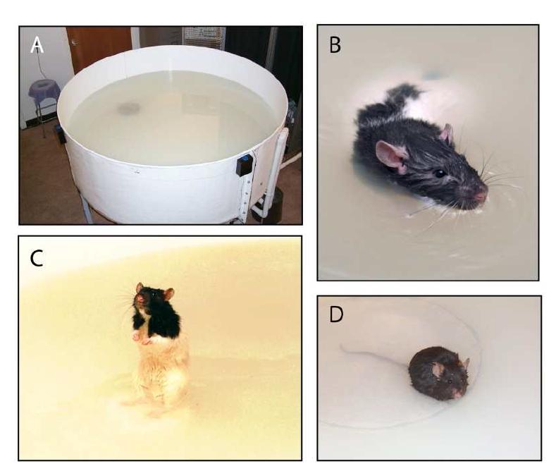 The water maze. A. Photograph. B. Lister-hooded mouse swimming to find the hidden platform. C. Mouse often rear up on the escape platform to inspect distal visual cues. D. Tansgenic mouse (Tg2576) on the escape platform.