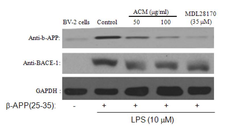 Suppression effect of ACM extract on the amyloid precursor protein (APP) and BACE-1 in BV-2 stimulated LPS plus βA co-treatment by Western blot analysis.