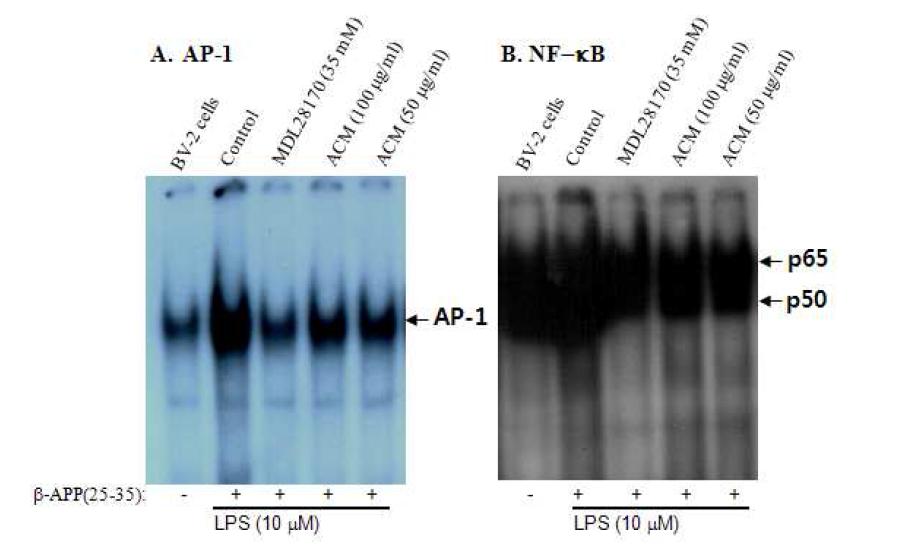 Suppression effect of ACM extract on DNA-binding activity of AP-1 and NF-κB in BV-2 stimulated LPS plus βA co-treatment by Western blot analysis.