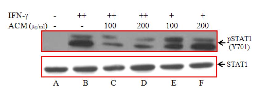 ACM inhibits IFN-γ induced phosphorylation of STAT1(Y701). IFN-γ induced phosphorylation of STAT1 in HEK293 cells.