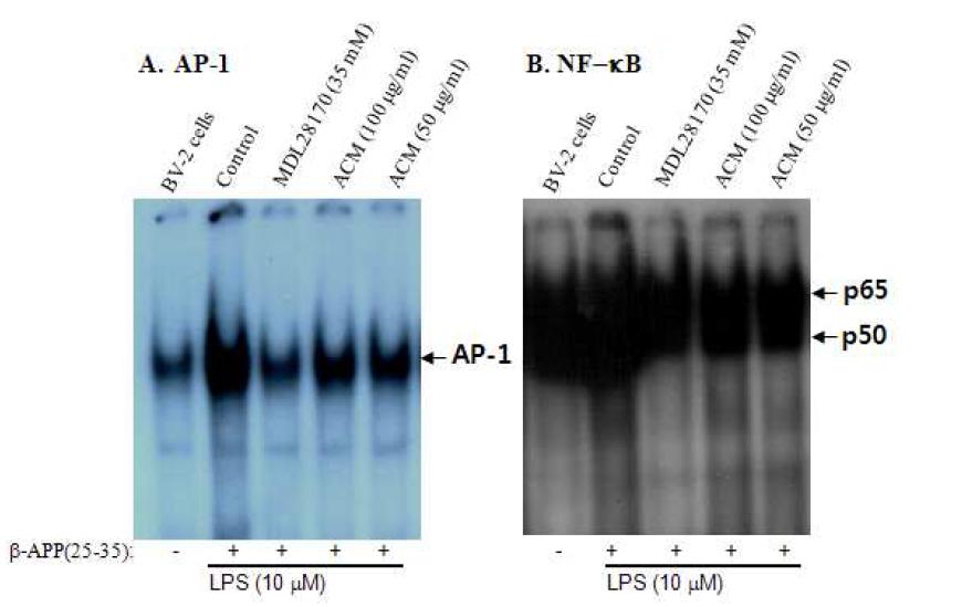 Suppression effect of ACM extract on DNA-binding activity of AP-1 and NF-κB in BV-2 stimulated LPS plus βA co-treatment by Western blot analysis.
