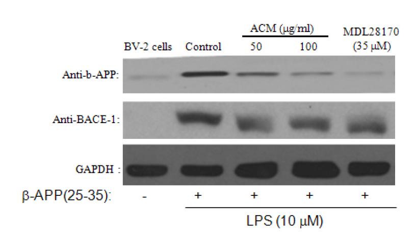 Suppression effect of ACM extract on the amyloid precursor protein (APP) and BACE-1 in BV-2 stimulated LPS plus βA co-treatment by Western blot analysis.
