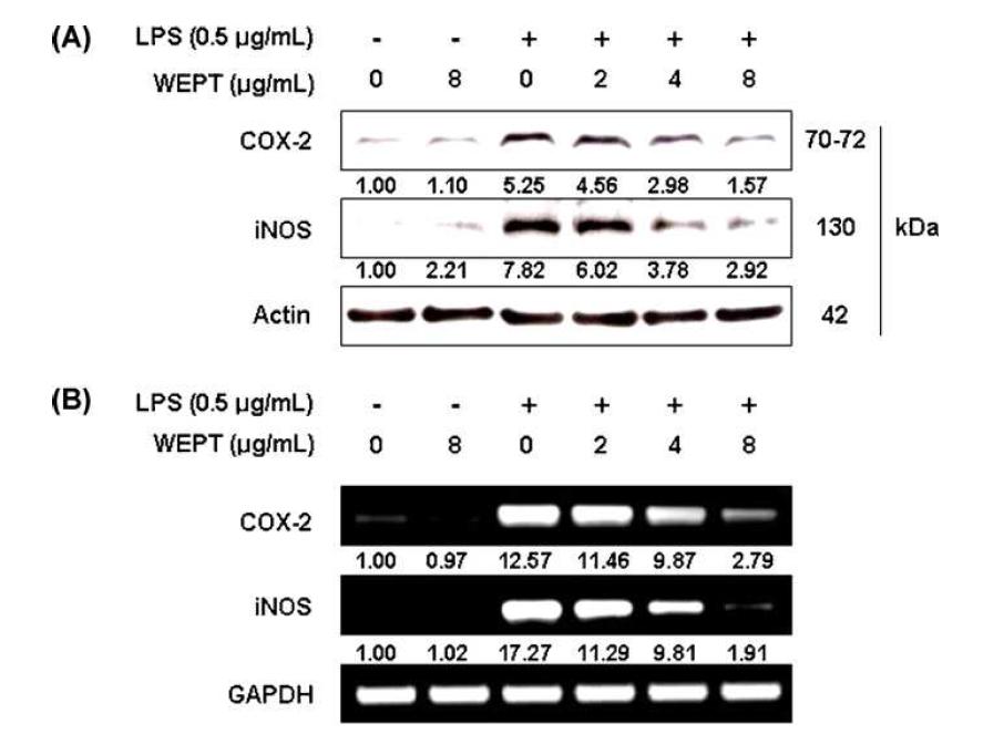 Inhibition of iNOS and COX-2 expression by WEPT in LPS-induced BV2 microglial cells.
