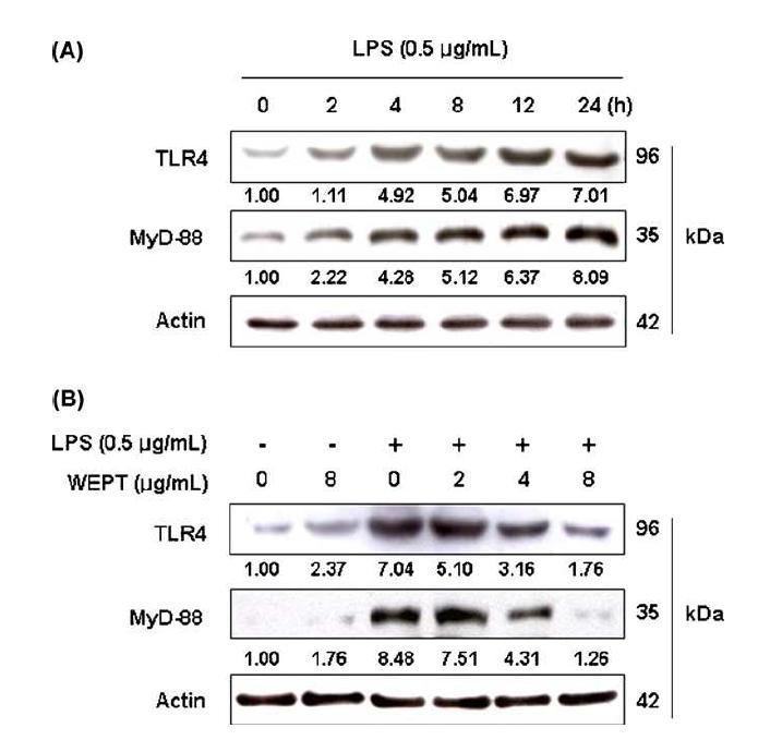Effect of WEPT on LPS-induced TLR4 and MyD-88 expression in BV2 microglia.