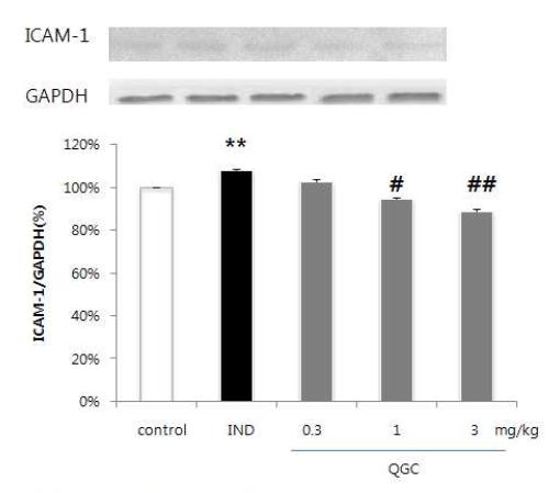 Indomethacin에 의한 ICAM-1발현 변화및 이에 대한 QGC의 효과