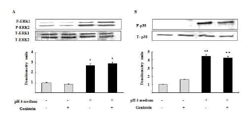 ERK1/2와 p38 MAPK 활성화에 tyrosin kinase는 관여안함