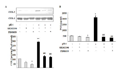 COX-2발현 및 PGE2 생성증가가ERK1/2 억제제와 p38 MAPK 억제제에 의해 감소됨으로 이를 매개함을 보여줌