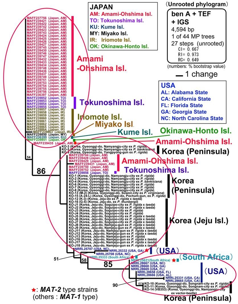 그림 29. Phylogenetic analysis of F. circinatum strains isolated in Japan and Korea based on the combined DNA sequence data:ﾟ-tubulin + TEF1-