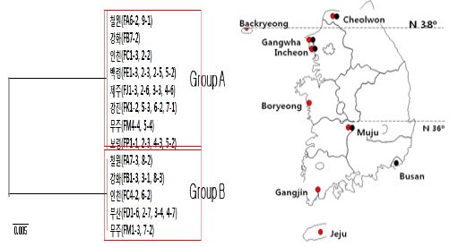 그림 30. Phylogenetic relationship of F. circinatum isolates inferred from the NJ analysis of combined rDNA + nDNA sequence data. The numbers on the branches indicated bootstrap values above 50%. Tree nodes were supported by 1000 replicates. Group I and II indicate groups of combined rDNA +nDNA sequence data in F. circinatum isolates, respectively