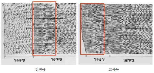 그림 45. 피해지역 건전목과 고사목의 ’96-’98년 생장량 비교