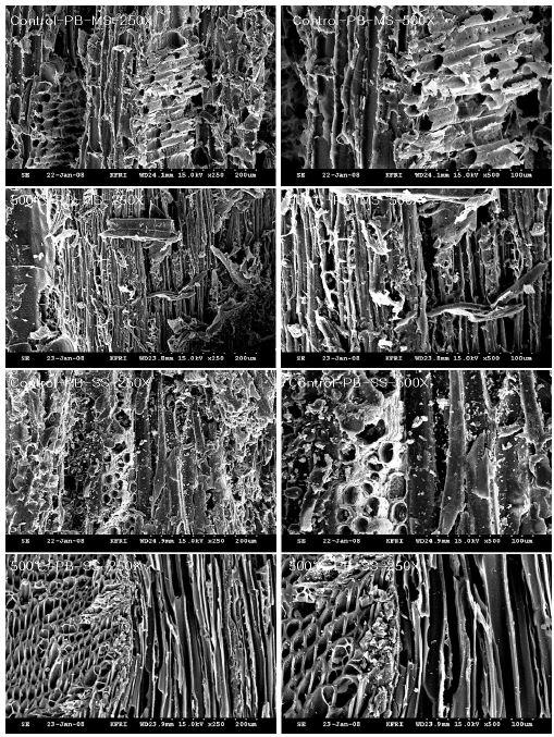 미탄화 파티클보드(PB) 및 온도별로 제조된 탄화 PB의 표층(CS), 중간층(MS), 측면층(SS) 사진