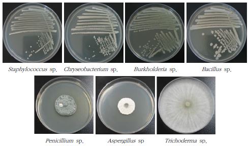 조사지 토양에서 분류 동정된 세균(상)과 곰팡이(하)