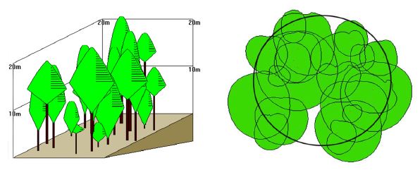 경기 여주군 안금리 활엽수림의 임분그래픽 및 수관투영도