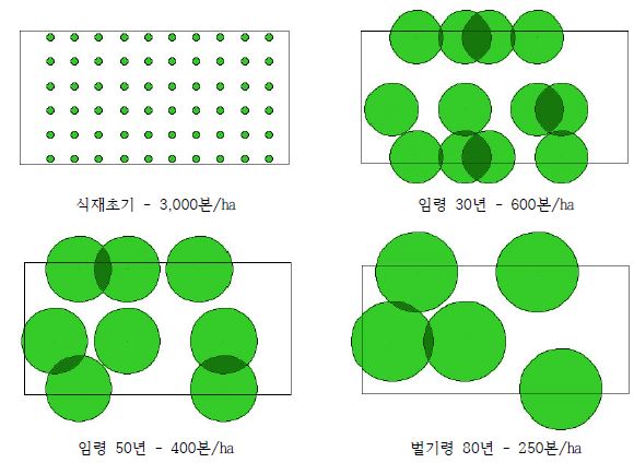 시업체계안에 따른 임령별 수관발달