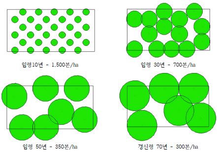 시업체계에 따른 임령별 수관발달