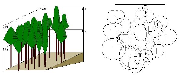 소나무 인공림 시업지 수관의 분포 형태