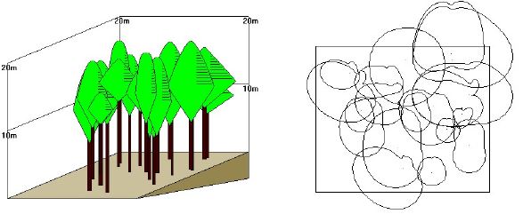 리기다소나무 인공림 비시업지 수관의 분포 형태