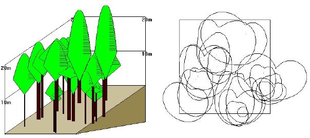 굴참나무 천연림 비시업지 수관의 분포 형태