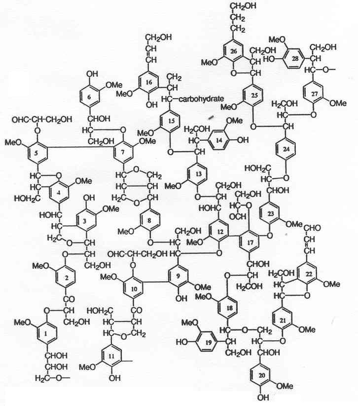 리그닌의 전형적인 구조