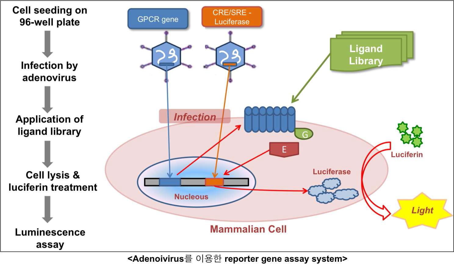 Adenovirus-reporter gene 발현 시스템을 이용한 GPCR 활성측정기법의 모식도