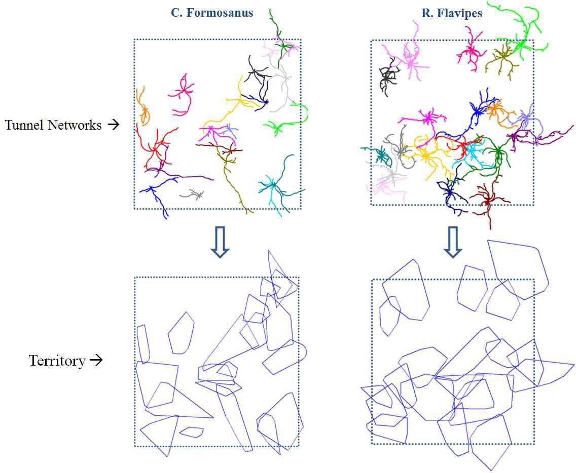 20개 군집의 흰개미 터널 네트워크와 테리토리 - C.formosanus (좌) & R.flavipes (우)