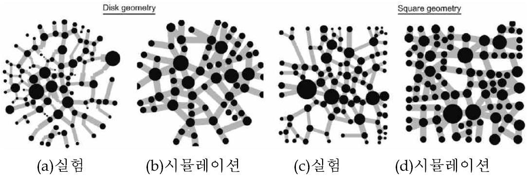 개미 네트워크의 형성과 성장에 관한 실험 및 시뮬레이션 결과비교