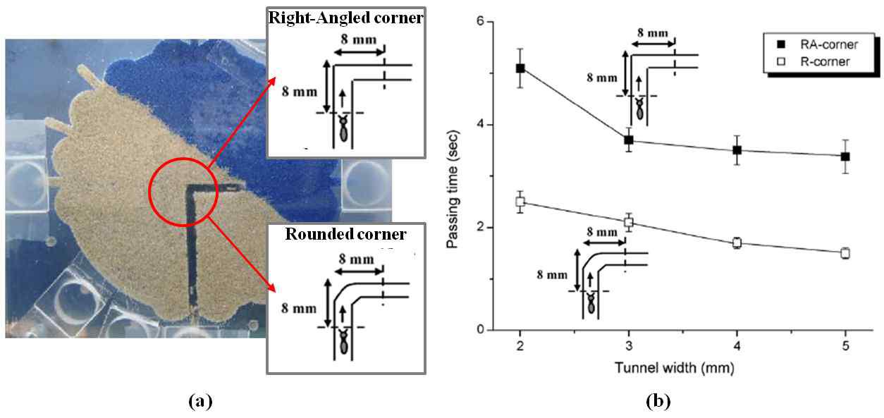(a)모래가 채워진 2차원 아레나 내에, 터널의 모서리 부분이 직각인 것과 라운딩 처리된 것 두 유형의 인공 터널을 만들었다; (b)각 유형의 터널에서 흰개미 (Shiraki)의 이동 시간을 측정한 결과 흰개미는 모서리가 직각으로 꺾인 터널에서보다 라운딩 처리된 터널에서 짧은 이동 시간을 나타냈다.