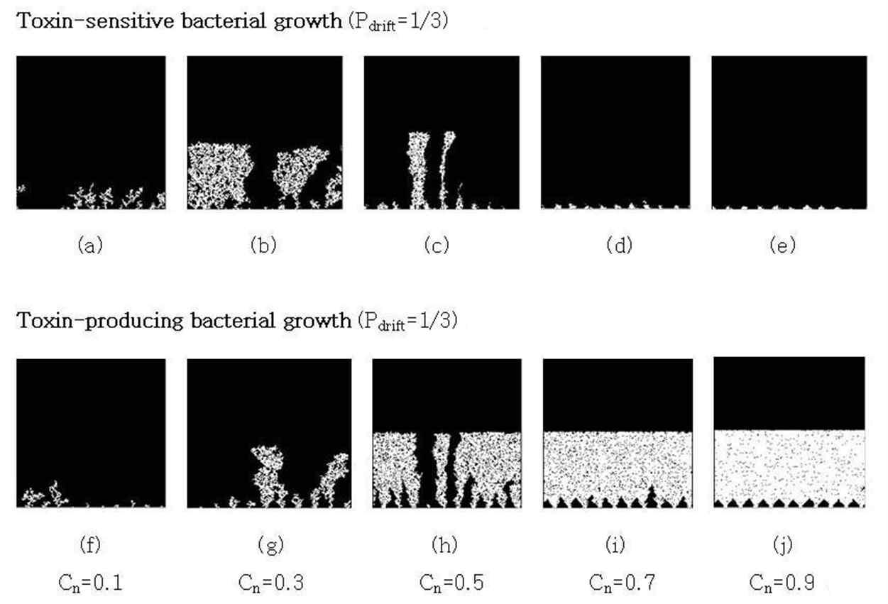 유체흐름이 있는 경우 영양입자의 밀도(Cn)에 따른, 충분한 시간 경과 후의 Toxin-sensitive bacteria(상) 및 Toxin-producing bacteria(하)의 입자 분포.