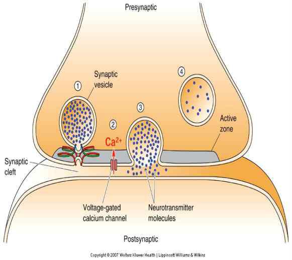 시냅스터미널에서 일어나는 화학적 시냅스 전달