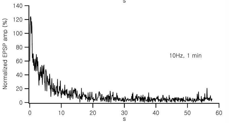 10 Hz CA3 신경 말단 자극 (1분)에 의한 CA1 세포 EPSP 크기의 변화