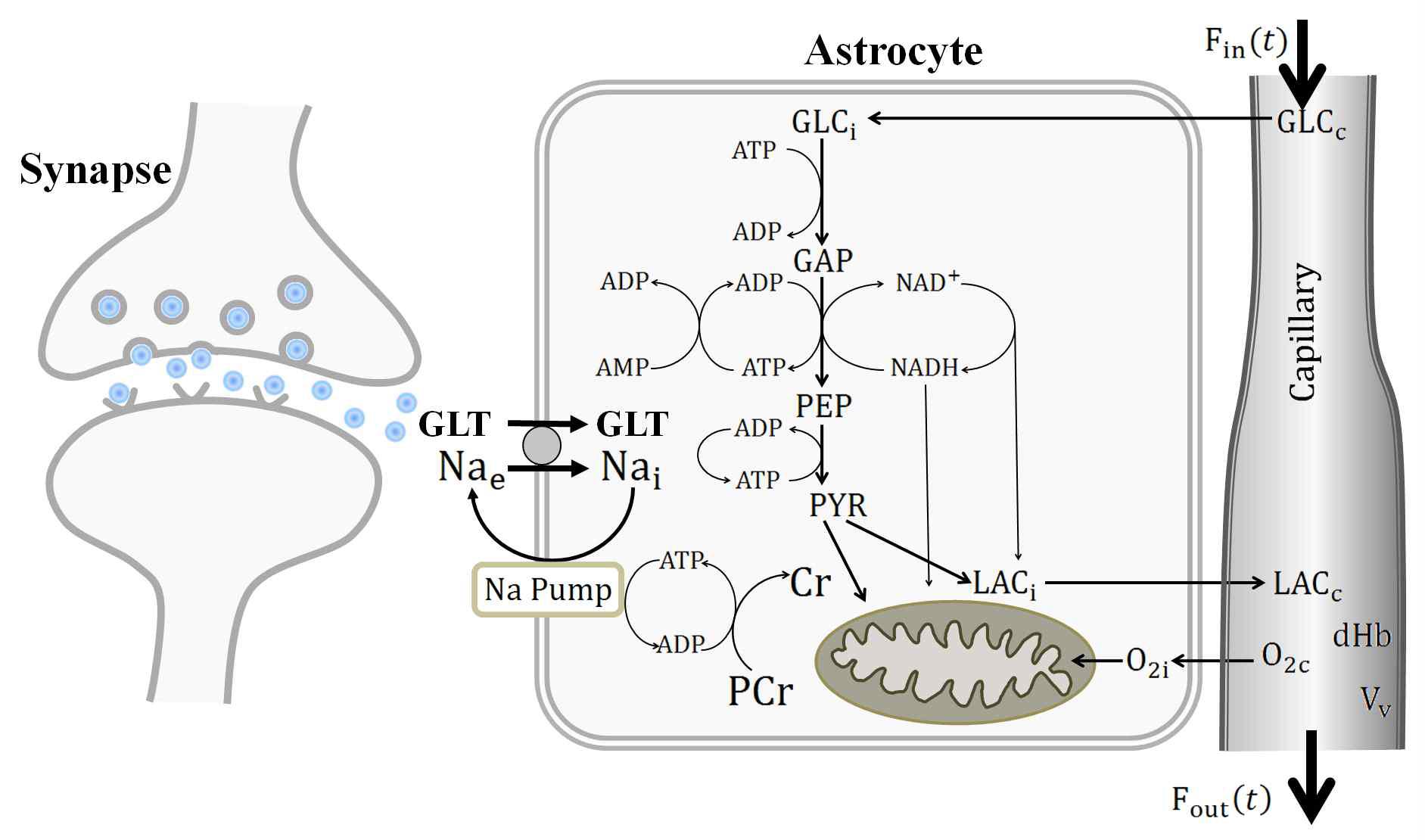 The schematic representation of the mechanism for neuro-hemodynamic coupling