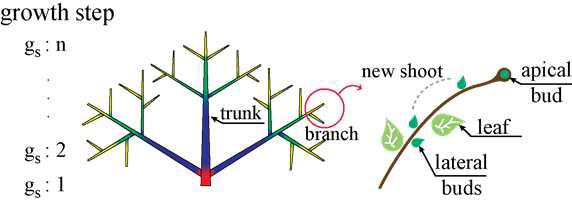 나무 및 가지의 구조