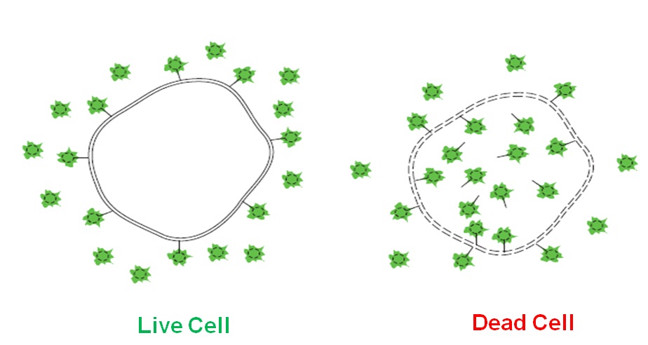 SYTOX Green(Emission wavelength 504/523 nm) 염색에 의한 세포의 생사판별 원리 모식도