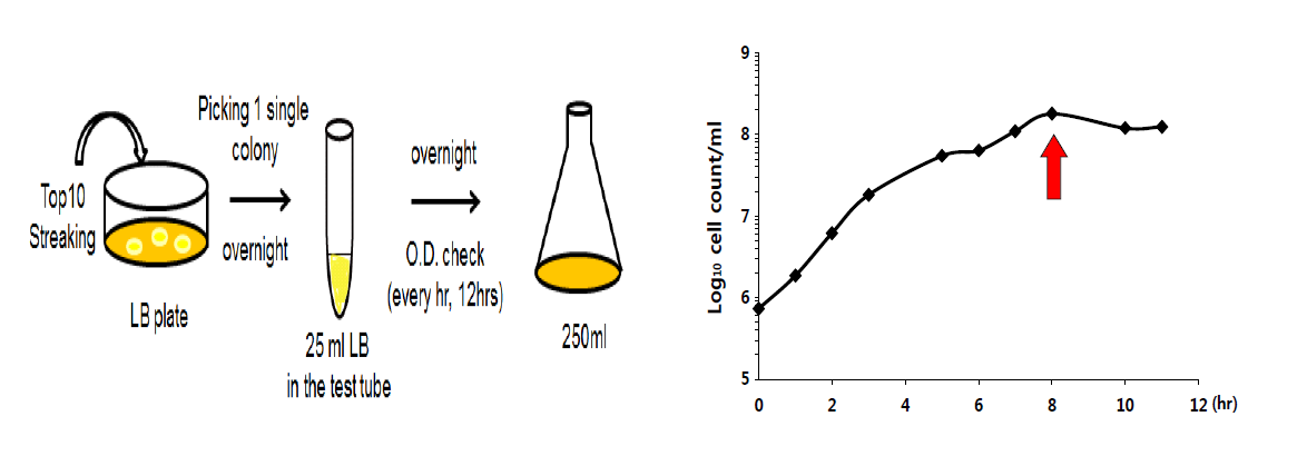 생육 곡선 분석 과정 및 생균수 배양 곡선