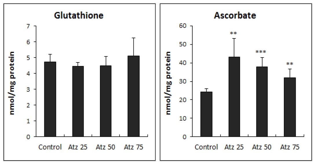 Effect of atrazine treatment on the contents of glutathione and ascorbic acid in Lemna paucicostata.