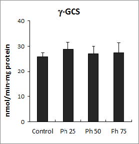 Effect of phenol treatment on the activities of γ-glutamylcysteine ligase (γ-GCL) in Lemna paucicostata.