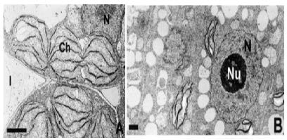 개구리밥의 엽체 및 뿌리 조직의 투과전자현미경 사진(Transmission electron micrographs)