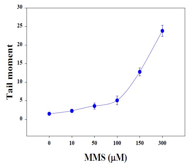 양성대조군으로서, Methyl methanesulfonate (MMS) 처리시 Lemna paucicostata의 Comet assay 결과.