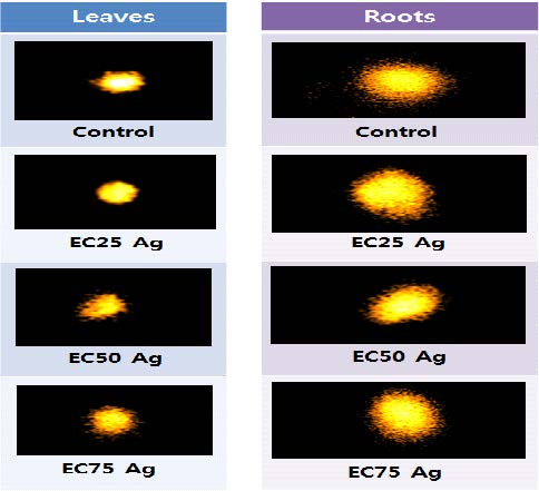 Comet assay 수행시, 점차 증가되는 농도의 은(Ag)을 처리하였을때, 좀개구리밥 (Lemna paucicostata)의 엽체와 뿌리에서 얻어진 핵의 이미지