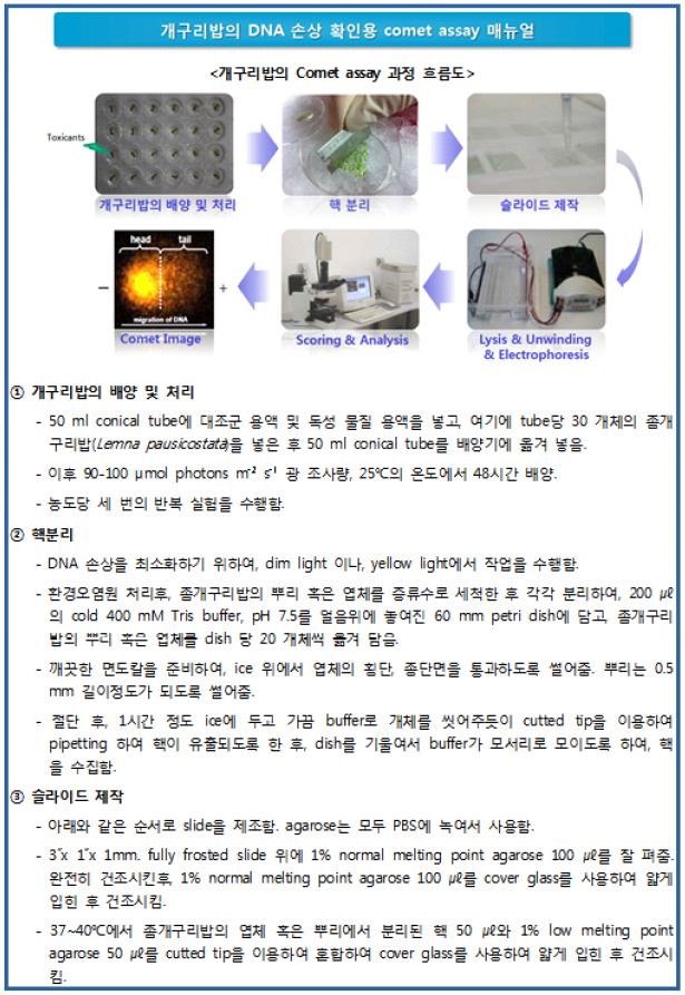 개구리밥 comet assay 방법 표준화 및 매뉴얼화-1