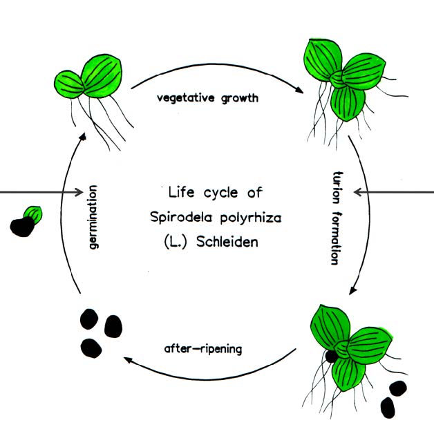 개구리밥의 생활사 및 잠아 형성 과정 (출처: Klaus-J. Appenroth, 2013)