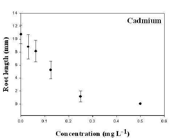 카드뮴 (Cd, cadmium) 농도 구배에 따른 잠아 뿌리길이 변화