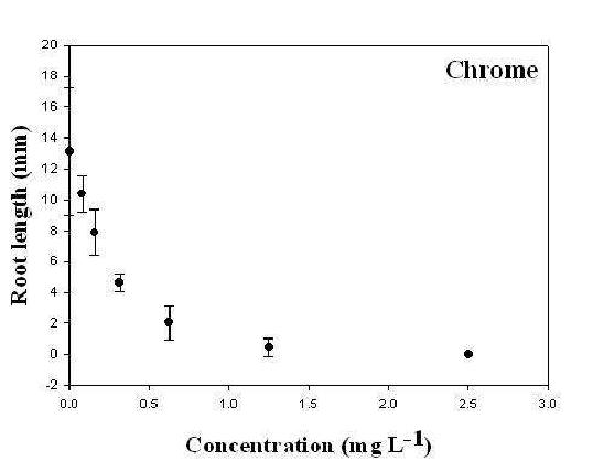 크롬 (Cr, chrome) 농도 구배에 따른 잠아 뿌리길이 변화