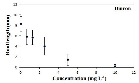 Diuron에 대한 잠아발아엽체의 뿌리길이 반응