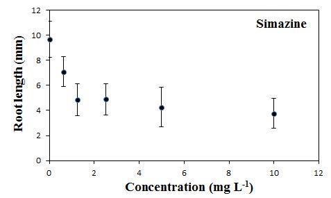 Simazine에 대한 잠아발아엽체의 뿌리길이 반응