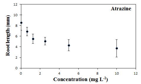 Atrazine에 대한 잠아발아엽체의 뿌리길이 반응
